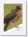 Austral Thrush