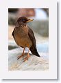 Austral Thrush