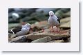 Dolphin Gulls