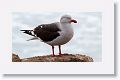 Dolphin Gull