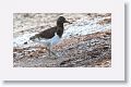 Juvenile Magellanic Oystercatcher