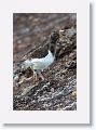 Juvenile Magellanic Oystercatcher