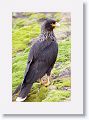 Striated Caracara