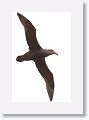 Southern Giant-Petrel