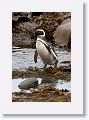 Magellanic Penguin