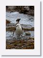 Magellanic Penguin