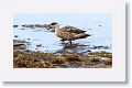 Patagonian Crested Duck