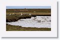 Upland Geese