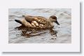 Patagonian Crested Duck