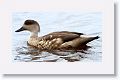 Patagonian Crested Duck