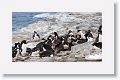 Rockhopper Penguins