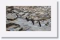 Rockhopper Penguins