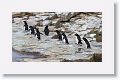 Rockhopper Penguins