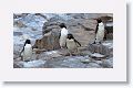 Rockhopper Penguins