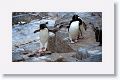 Rockhopper Penguins