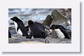 Rockhopper Penguins