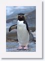 Rockhopper Penguin