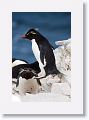 Rockhopper Penguins