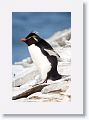 Rockhopper Penguin