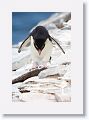 Rockhopper Penguin