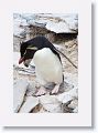 Rockhopper Penguin