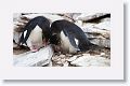 Rockhopper Penguins