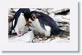 Rockhopper Penguins