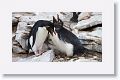 Rockhopper Penguins