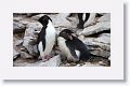 Rockhopper Penguins