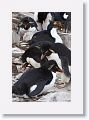 Rockhopper Penguins