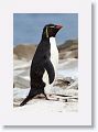 Rockhopper Penguin