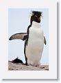 Rockhopper Penguin