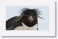 Rockhopper Penguin