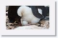 Rockhopper Penguin on egg