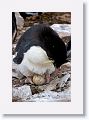 Rockhopper Penguin on egg