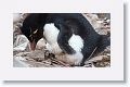 Rockhopper Penguin on egg