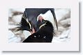 Rockhopper Penguins