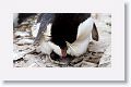 Rockhopper Penguin with chick