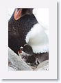 Rockhopper Penguin with chick