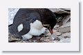 Rockhopper Penguin with chick