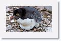 Rockhopper Penguin with chick