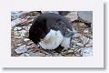 Rockhopper Penguin with chick