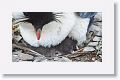 Rockhopper Penguin with chick