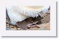 Rockhopper Penguin with chick