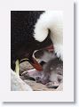 Rockhopper Penguin with chick