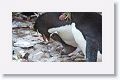 Rockhopper Penguin with chick