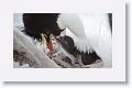 Rockhopper Penguin with chick