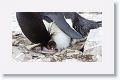 Rockhopper Penguin with chick