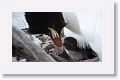 Rockhopper Penguin with chick