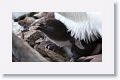 Rockhopper Penguin with chick